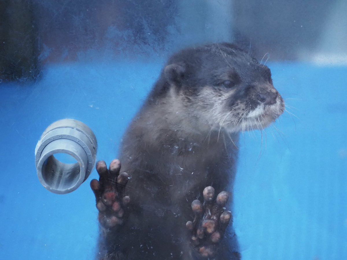 かわうそ(・ᴥ・) (@iF9kOxq2miU6JaD) / Posts / X