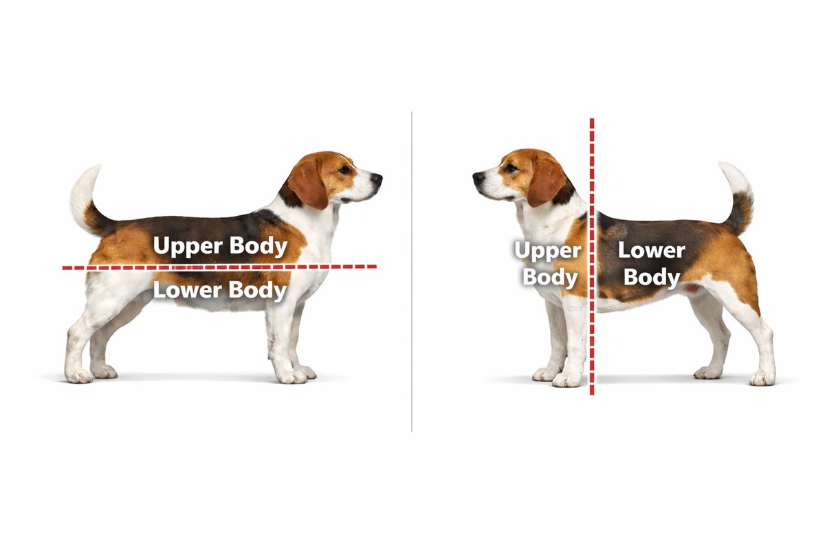 Handicap tweet media
