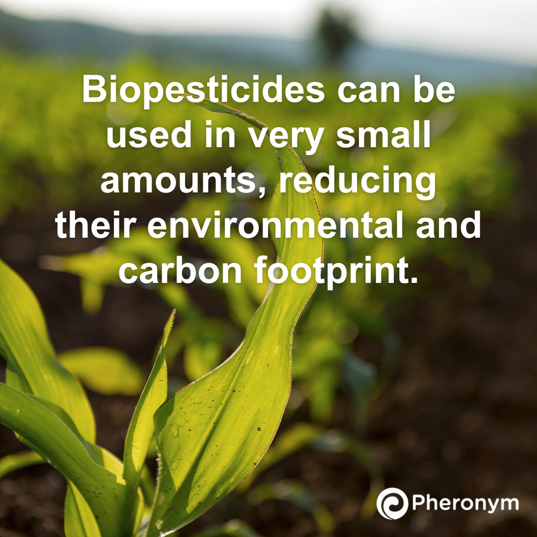 Pheronym tweet media