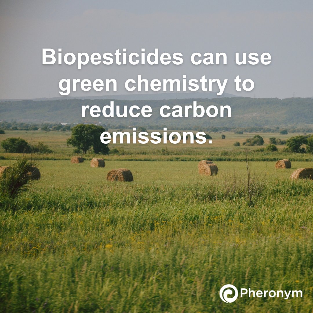 Pheronym tweet media