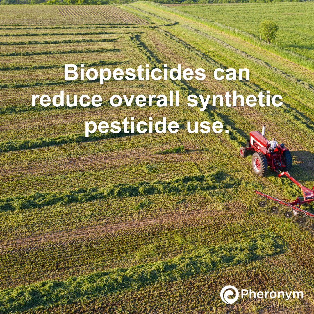 Pheronym tweet media