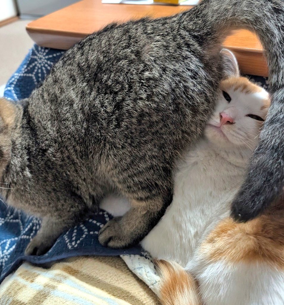 ゲイリーくん「解せぬ⋯😾」