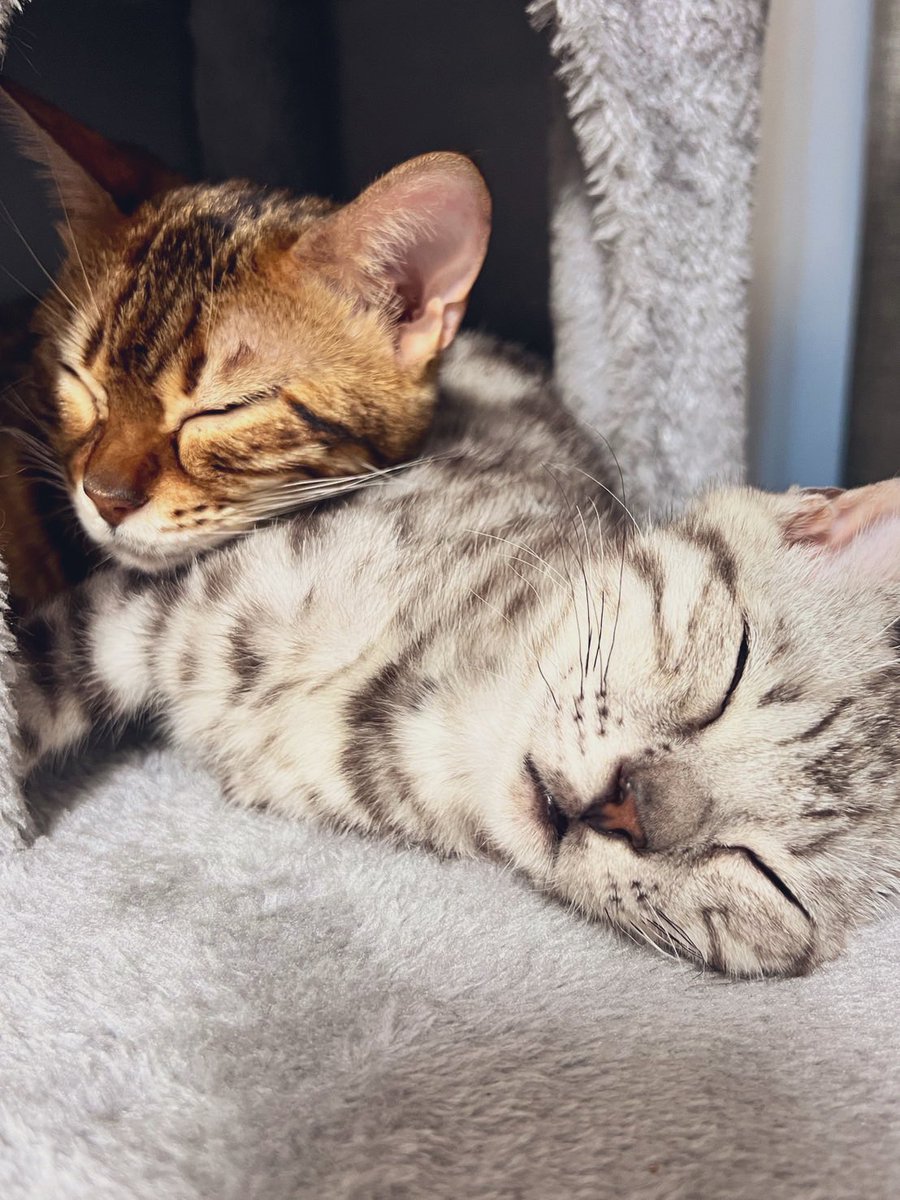 と言うわけで改めてうちのファミリーをご紹介します！因みになんと二人