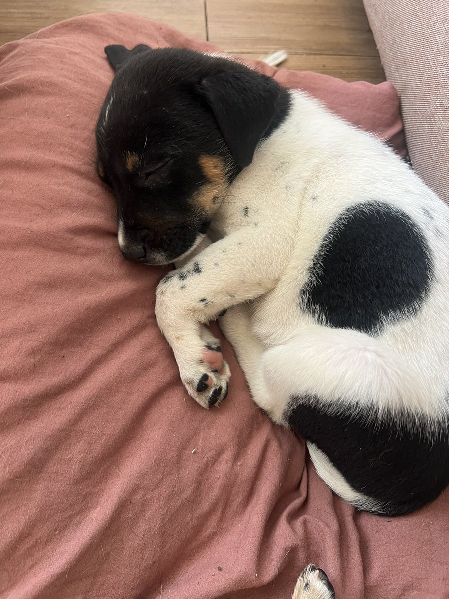 Son 9 cachorros a los que tengo que buscar un hogar. Acá Lola, ya desparasitada y con su primera vacuna

Ahora es chiquita chiquita, mucho más de lo que parece en las fotos. Pero será tamaño grande 

¿Me ayudan a que alguien la adopte en la Cdmx? 🙏❤️