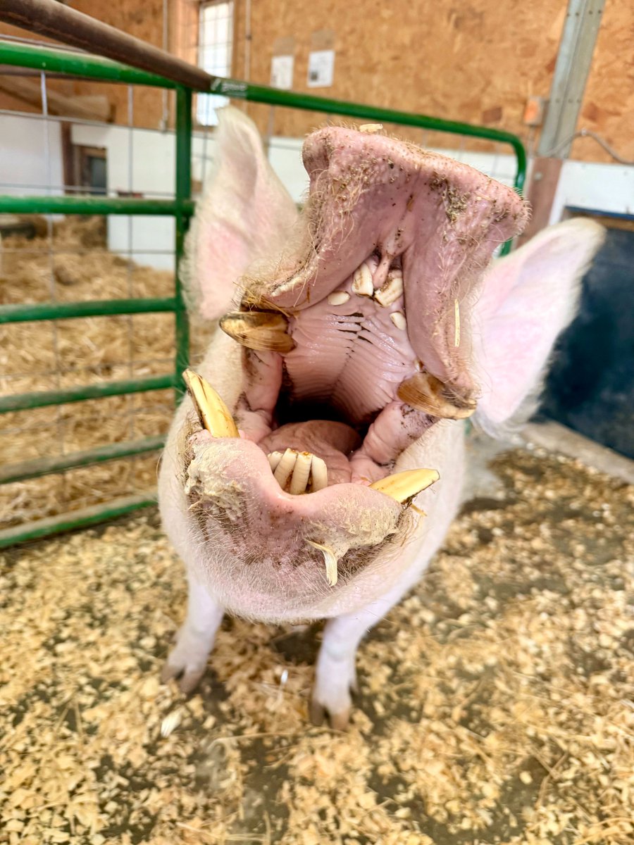 Kindness Ranch tweet media