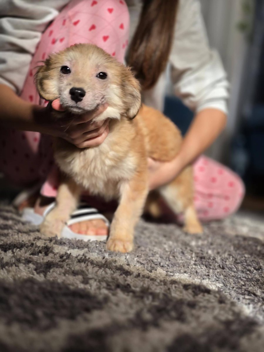 rescuedoggypaws's tweet photo. Clover is in Romania and ready to travel.  She's friendly to everyone there. She is great with the people and cats. She is very sweet and kind. She is used to teenage children and is great with other puppies. In the right environment she will bloom
https://t.co/aHPMoUkTeQ
#Essex https://t.co/7sp4LxCSiF