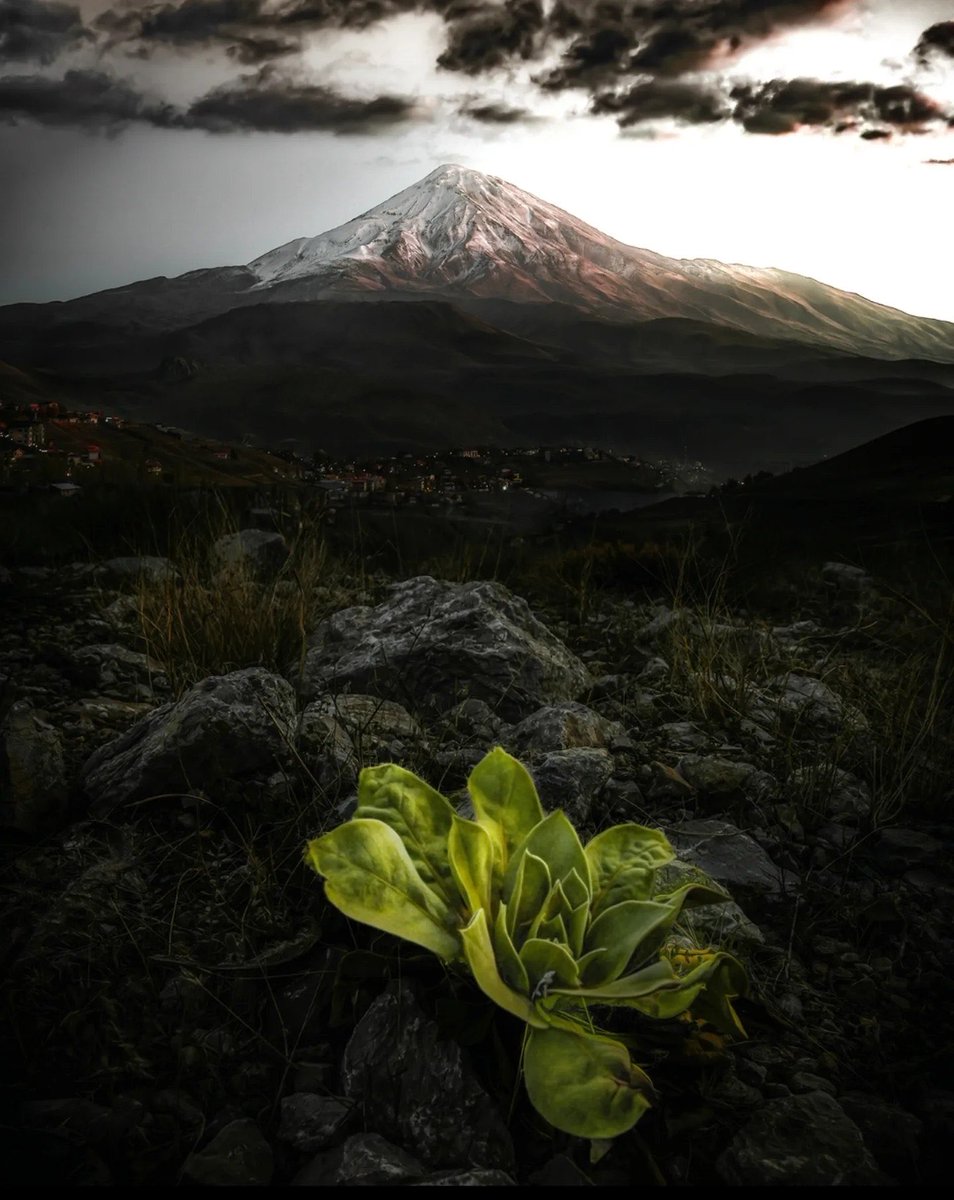 شکوه دماوند tweet media