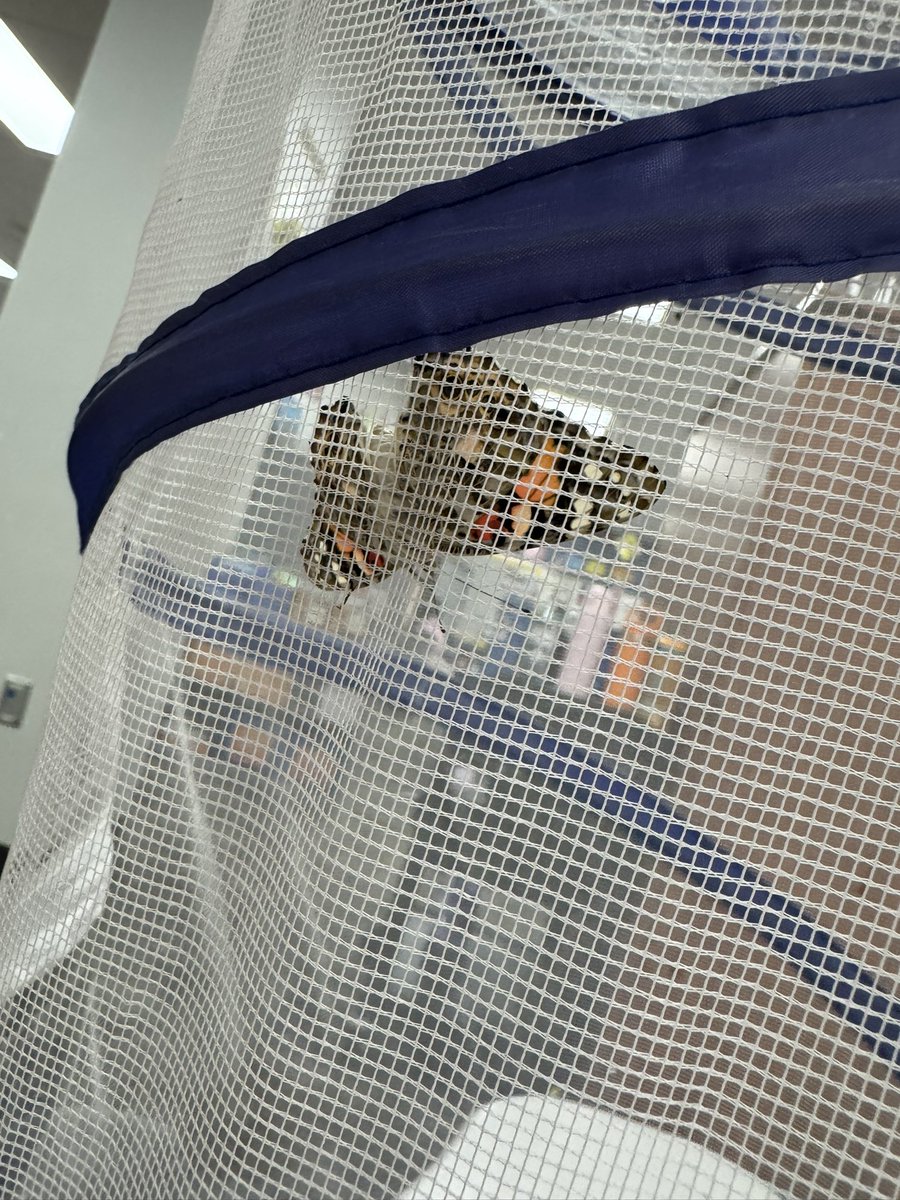 Atyel Hernandez tweet media