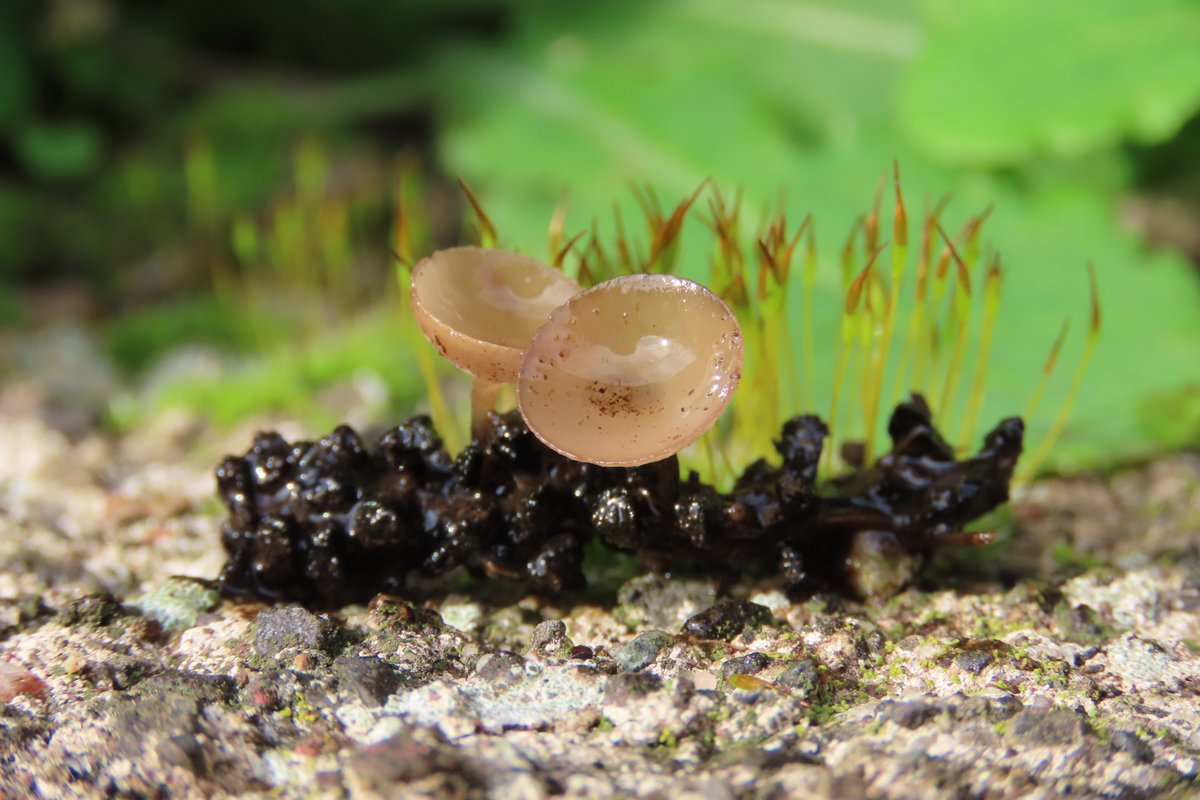 Donna Rainey tweet media