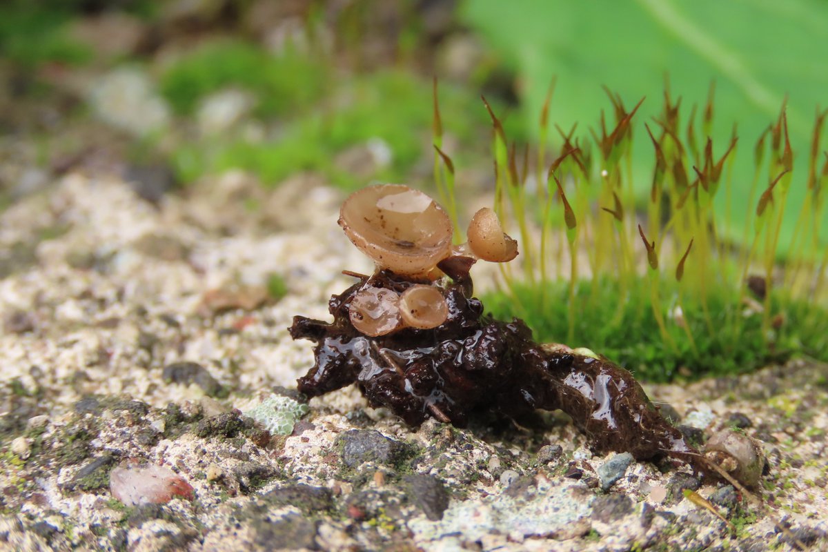 Donna Rainey tweet media