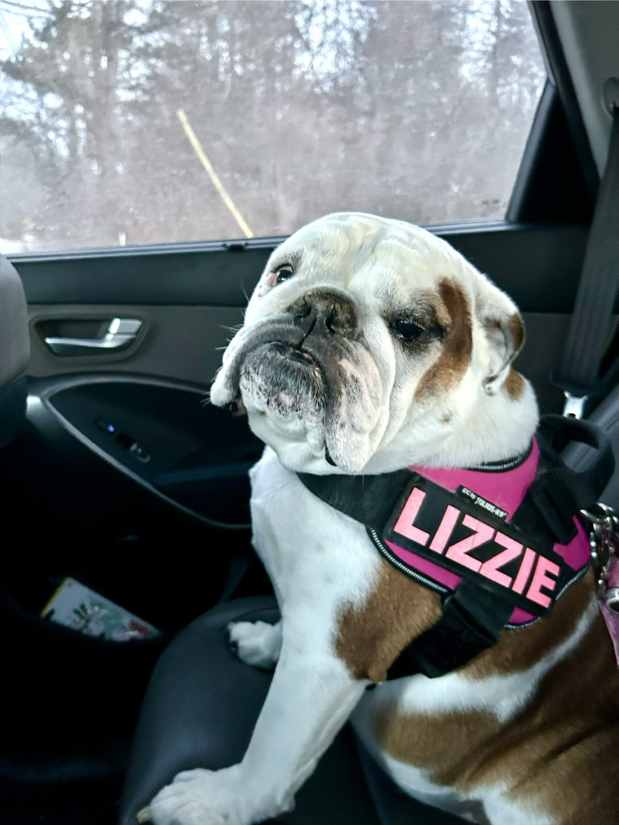 Cleopatra the English Bulldog tweet media