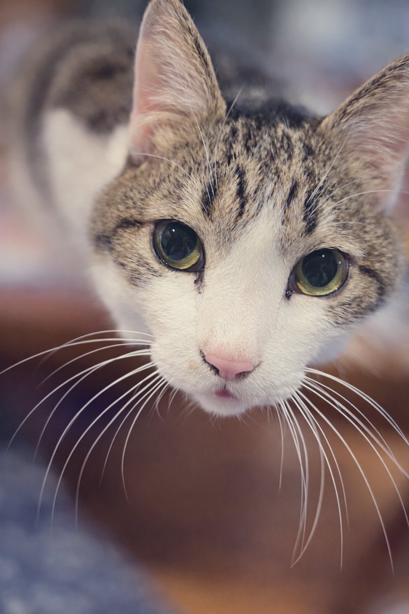 もりべーな おっち(ザンネンズ1号) tweet media