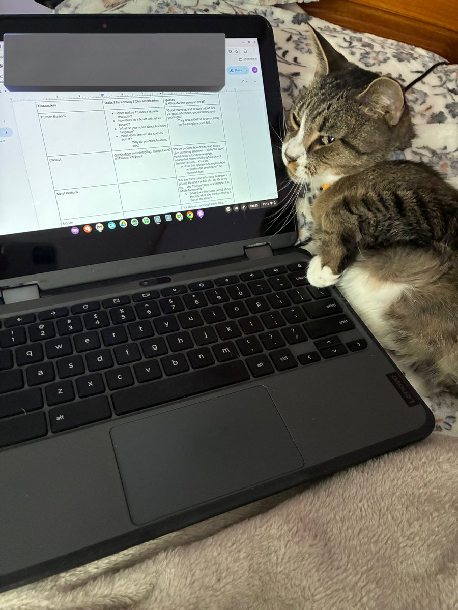 my cat the moment i try to do school work
