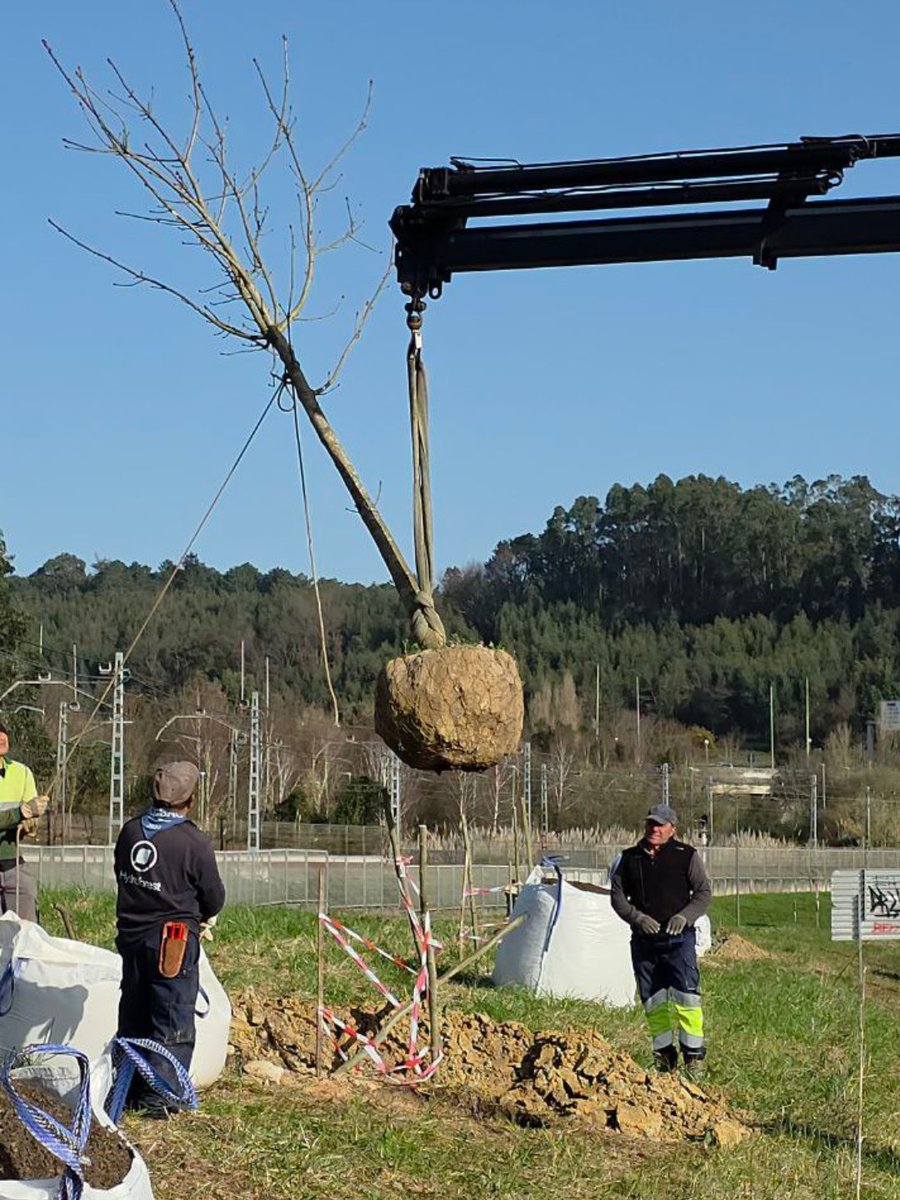 🌱🌳Udala 40 zuhaitz autoktono landatzen hasi da, gehienak haritzak, metroaren trenbidetik gertu.

🌱🌳El Ayuntamiento comienza la plantación de 40 árboles autóctonos, en su mayoría robles, en la zona cercana a las vías del metro.

#berango #guztionkonpromisoa #uncompromisocomún