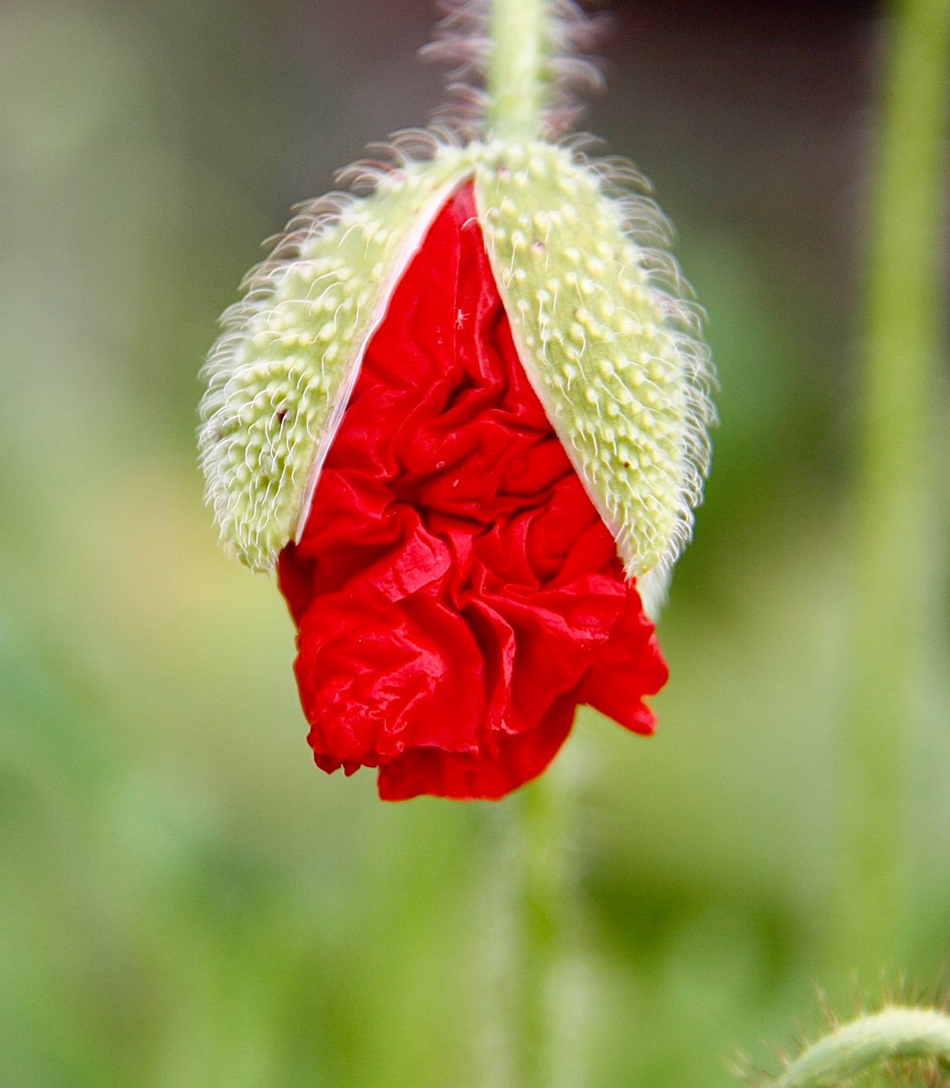 ineketeunis's tweet photo. 🎨🌿 #KleurInDeNatuur 🌈📸 #dag26 #Aardbeirood #ColorInNature #day26 #StrawberryRed Bijna zo rood als rood kan zijn….
@ChrRoland https://t.co/pM4WttLhpe