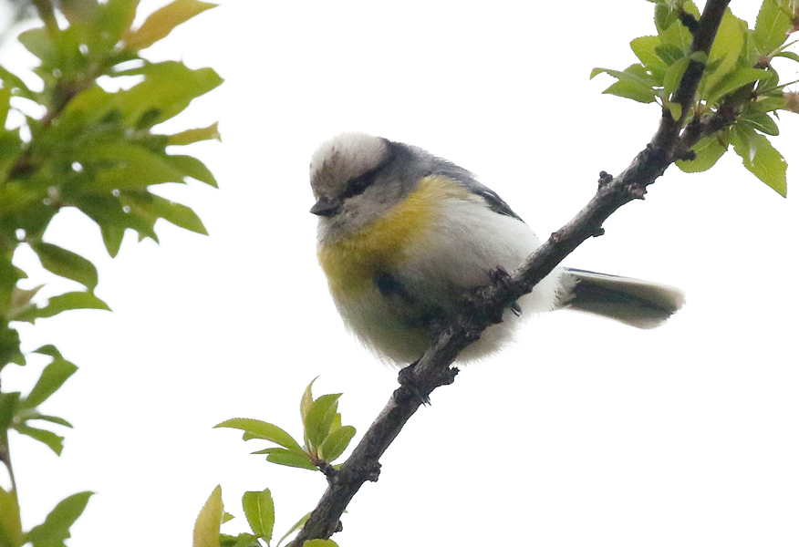 CalidrisBirdingTours tweet media