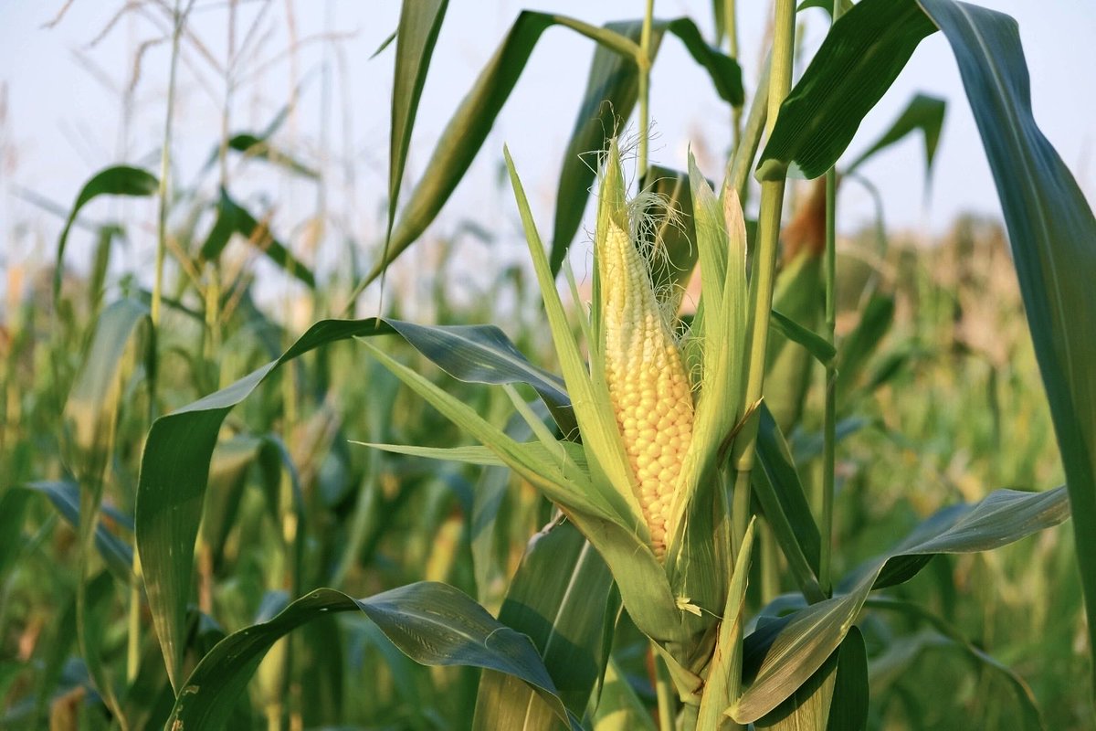 Aragón Alimentos tweet media