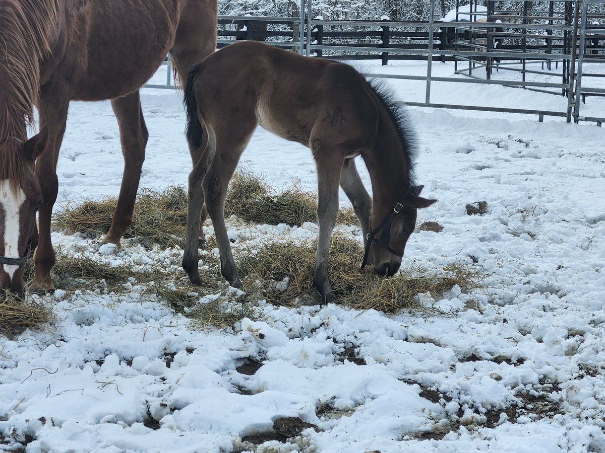 Breakway Farm tweet media