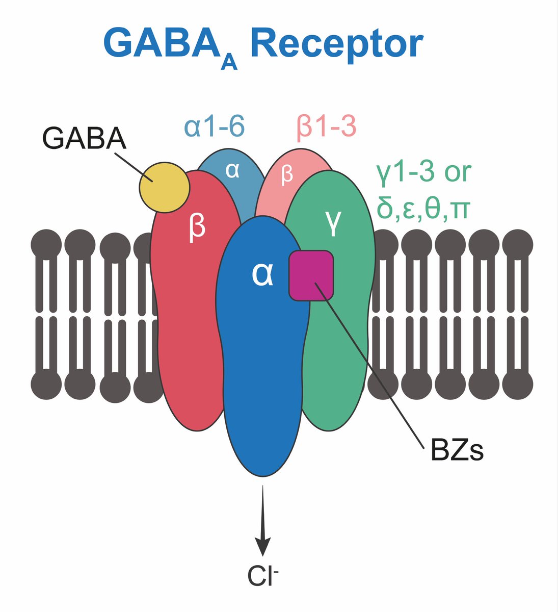 The GABA_A receptor plays a vital role in maintaining balance in the brain by controlling neuronal activity. When the neurotransmitter GABA binds to this receptor, it opens a channel that lets chloride ions (Cl⁻) flow into the neuron, reducing its activity and calming the