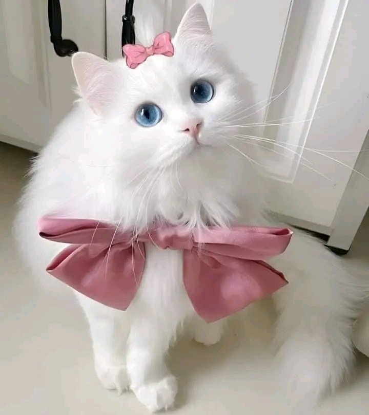 Thepetsonly's tweet photo. I need a old fashion girls name that will fit her! Hmm 🤔🙄?? https://t.co/XaI2NW8Csh