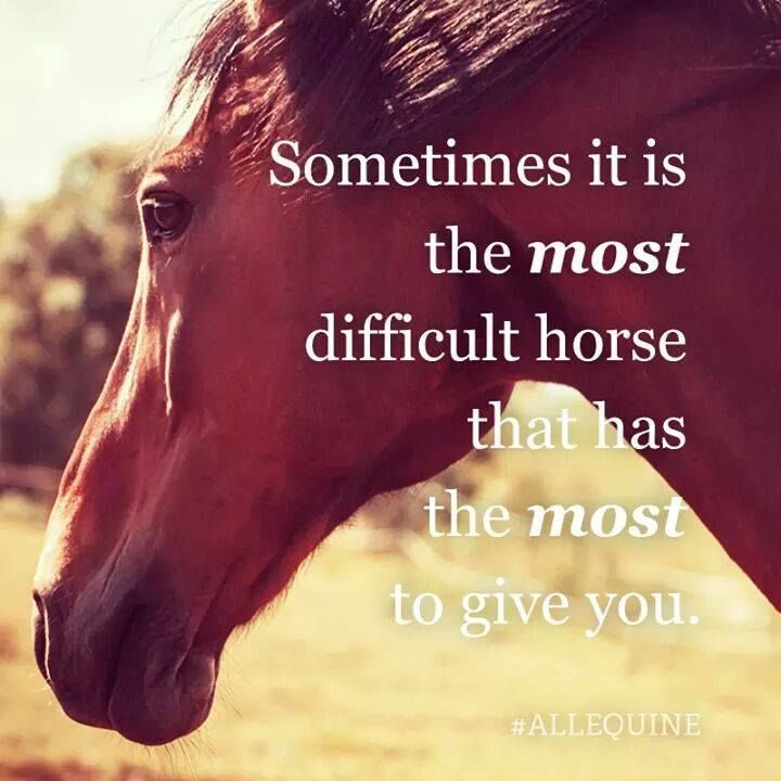 horse tweet media