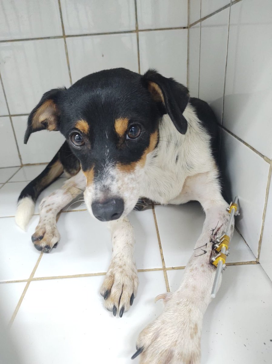 O veterinário mandou uma foto exclusiva da Selina depois da cirurgia kk