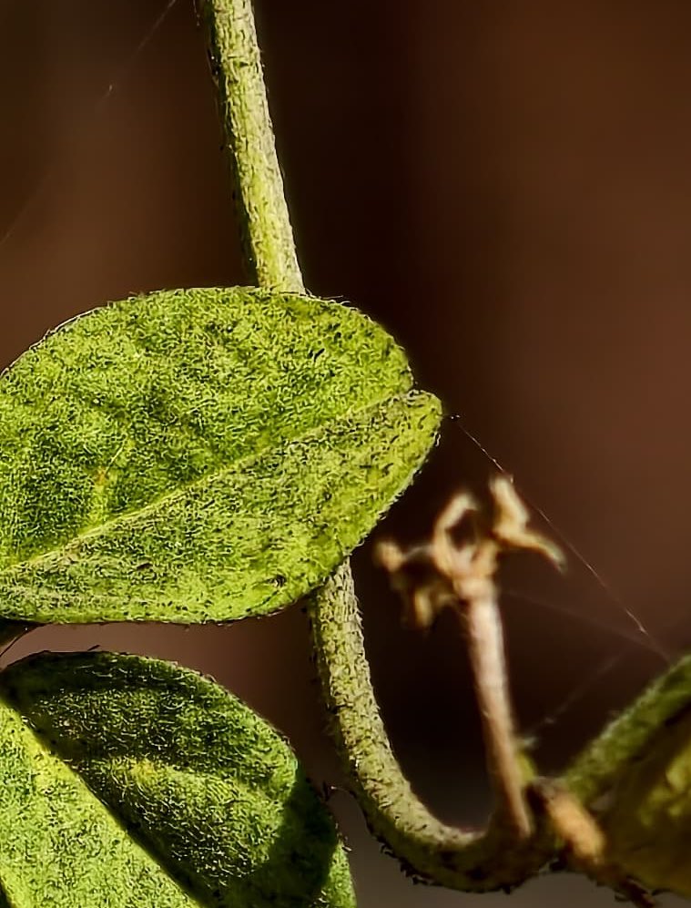 yagnesh83's tweet image. #Leaves