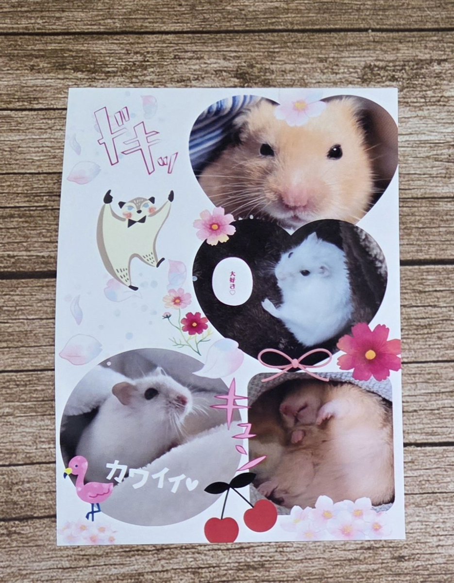 はまじさん(<a href="/chasotarachan/">𝕙𝕒𝕞𝕒𝕛𝕚【🐹金太郎🐹あんず】</a> )から頂いた可愛いお写真🩷
金ちゃんもあんずくんも可愛く写ってて癒されたよ(* ´  ` *)ᐝ❤︎ありがとう✨大切に飾らせてもらいます😊