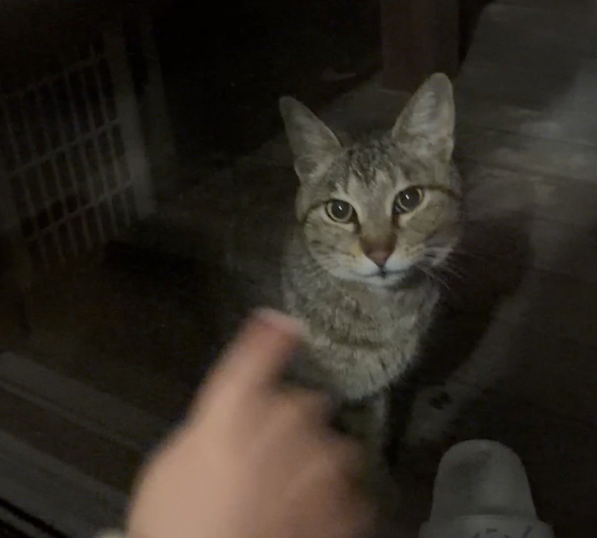 0901Citron's tweet photo. 自宅前で迷い猫と思われる子が何時間もニャーニャー鳴いてます。
首輪はありませんが、野良にしてはあまりにも人懐こく、毛並みもきれいです。
もし探されている方がいらっしゃったら、飼い主さんに届きますように。

#茨城  #茨城町  #迷い猫 #迷子猫 https://t.co/Zp17pkwnwf