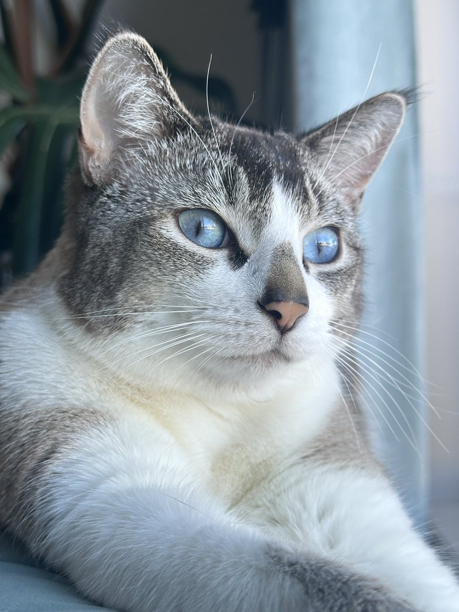 Mahi | زن، زندگی، آزادی tweet media