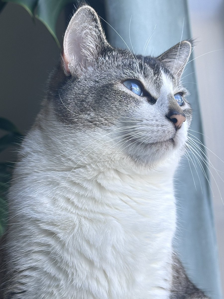 Mahi | زن، زندگی، آزادی tweet media