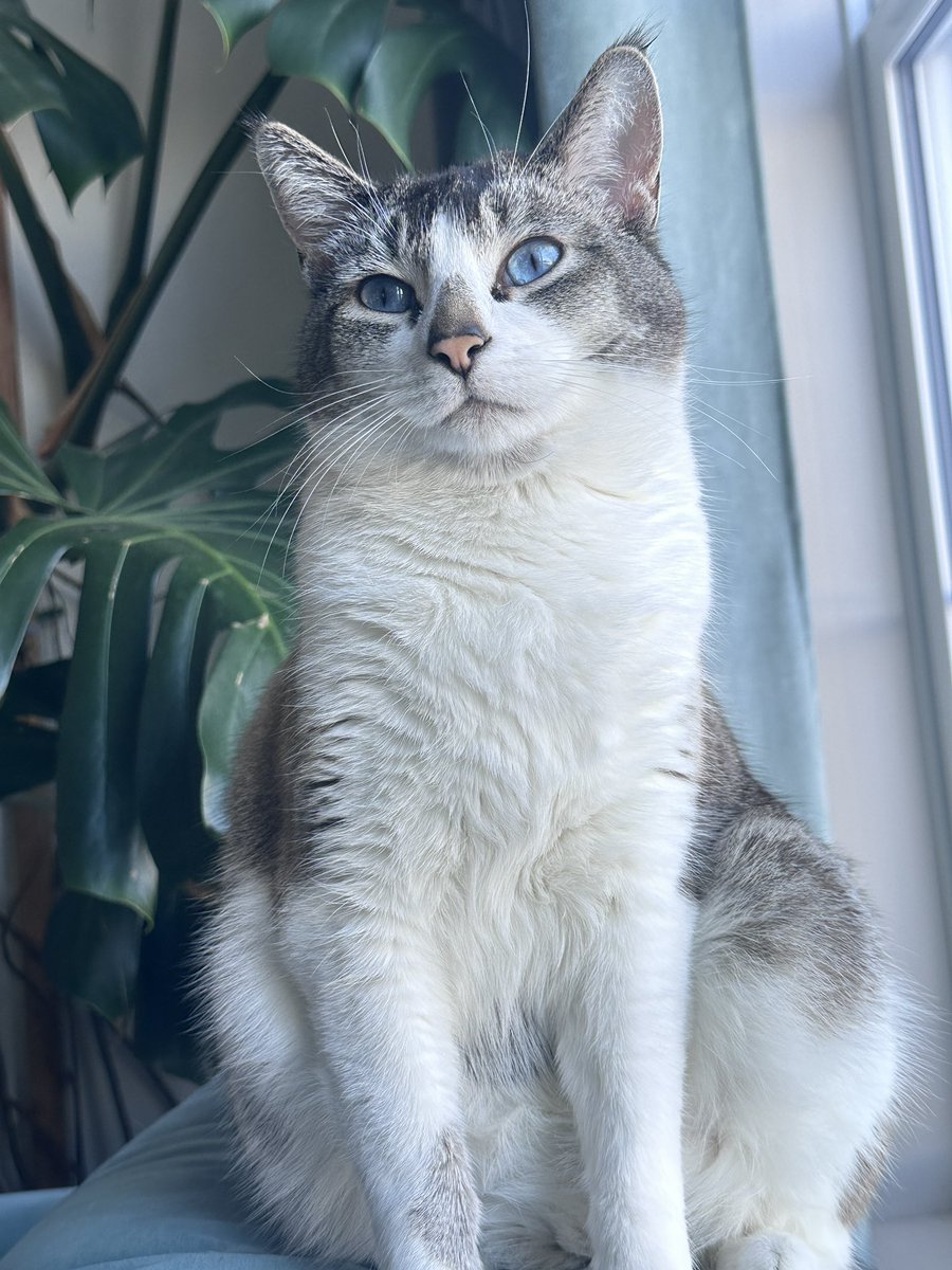 Mahi | زن، زندگی، آزادی tweet media