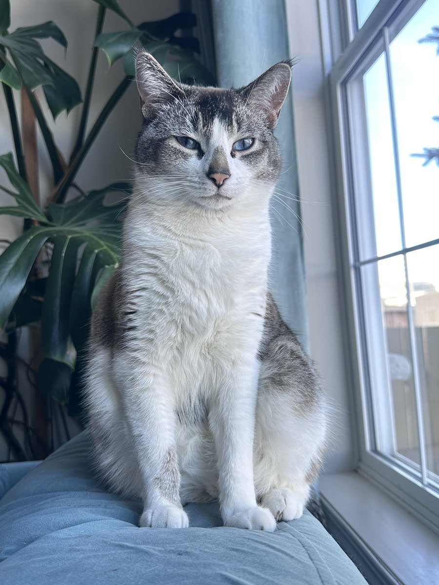 Mahi | زن، زندگی، آزادی tweet media