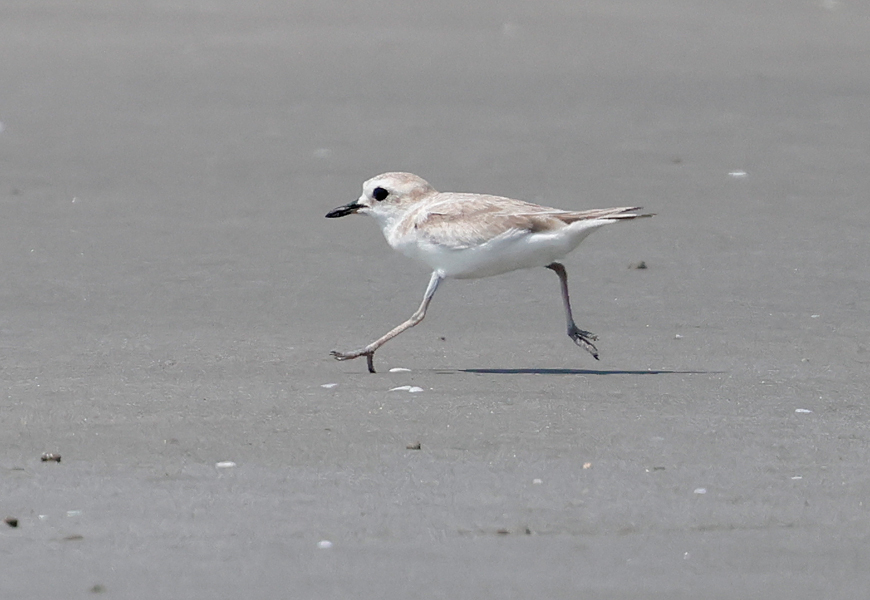 CalidrisBirdingTours tweet media