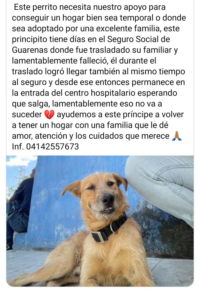 Atención. Está en el Seguro Social de Guarenas y necesita un hogar temporal o definitivo URGENTE. Él no sabe lo que sucede, solo espera allí solito... 😔
