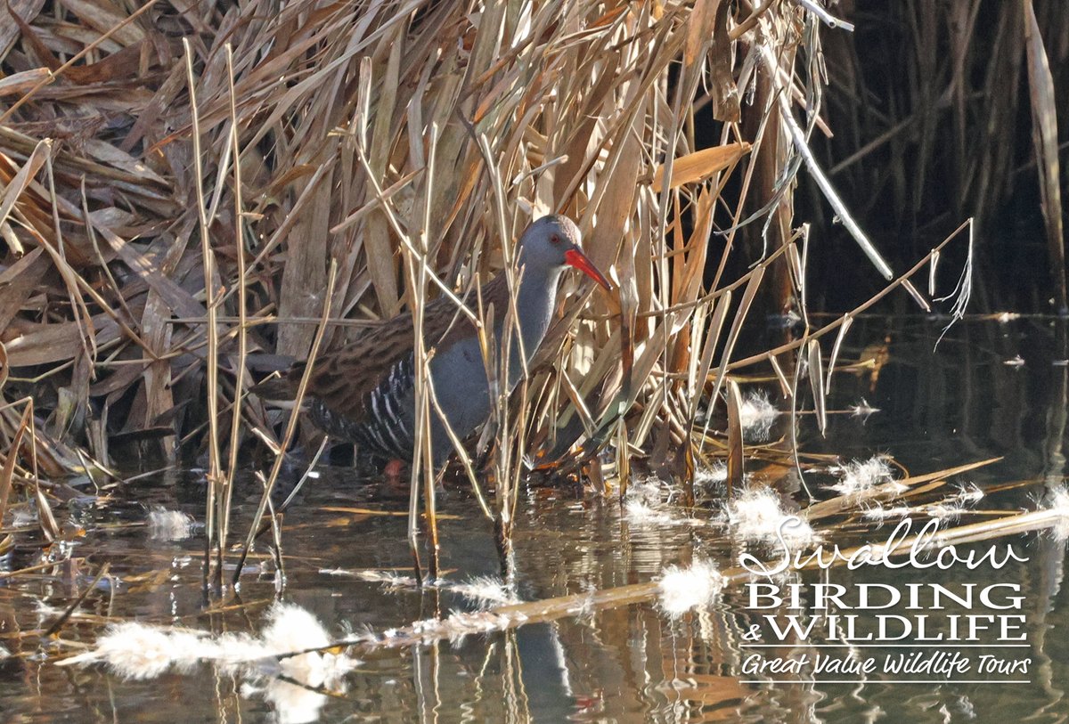 Swallow Birding & Wildlife tweet media