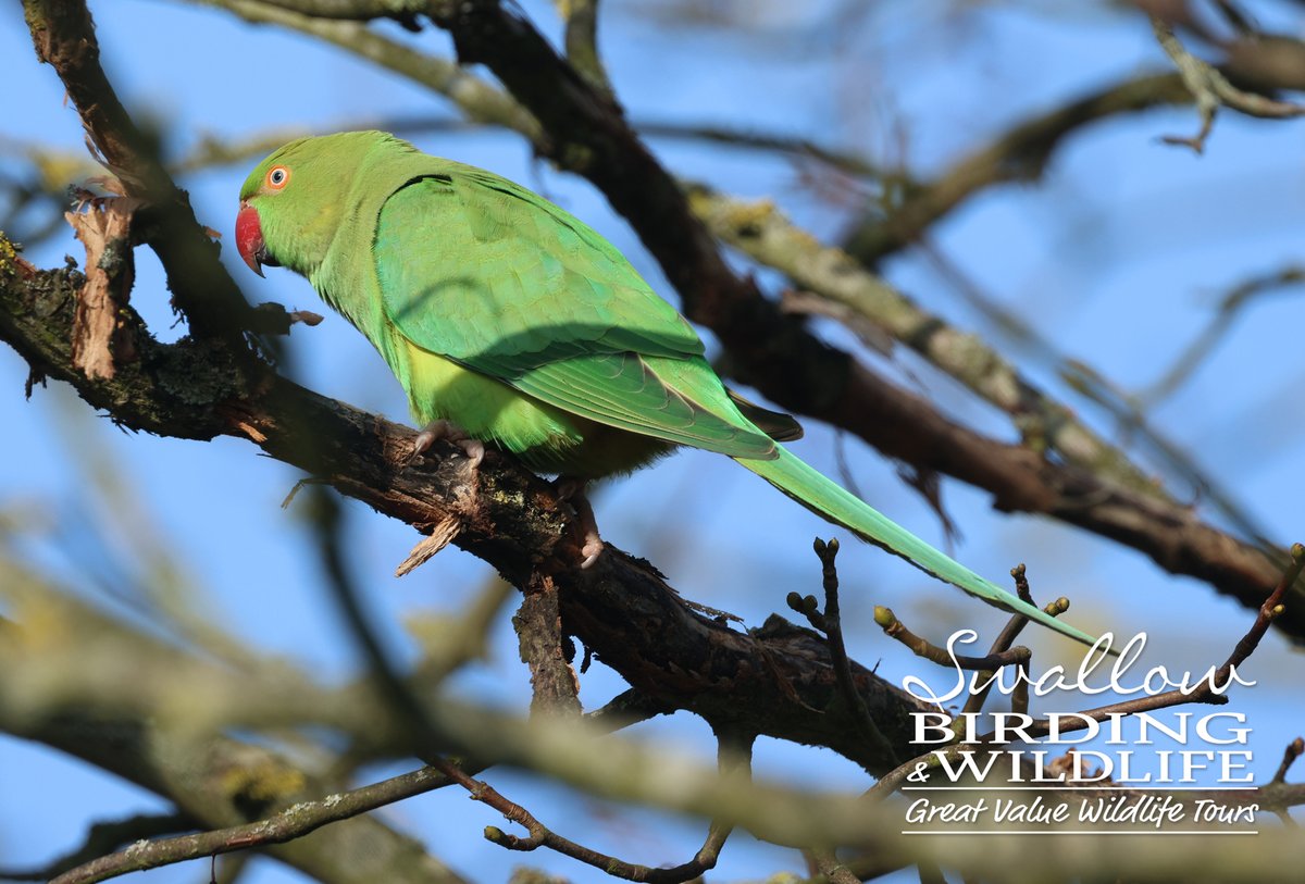 Swallow Birding & Wildlife tweet media