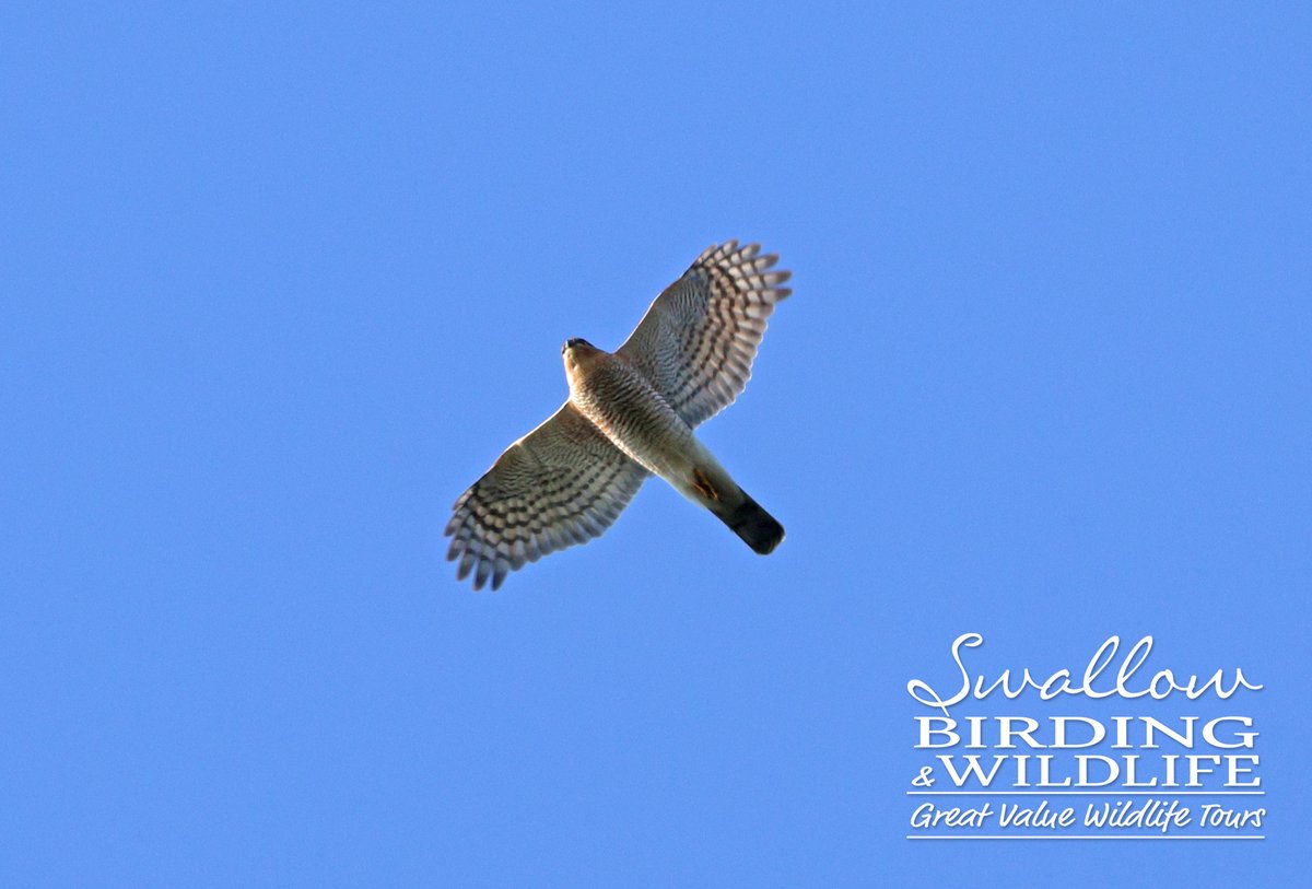 Swallow Birding & Wildlife tweet media