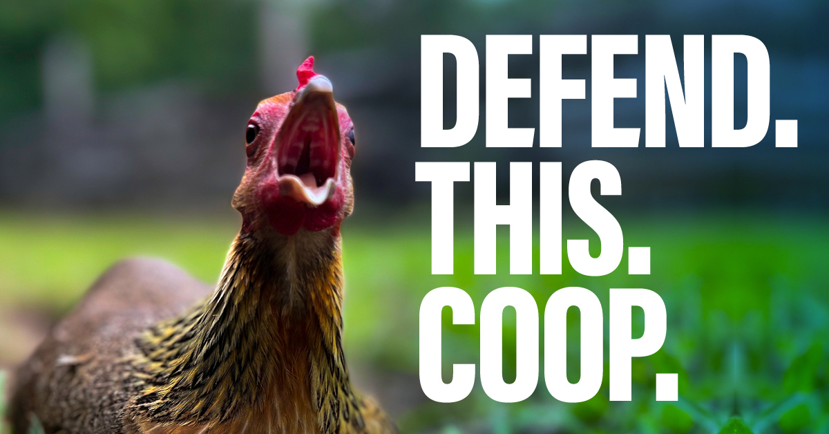 Defend the Flock tweet media