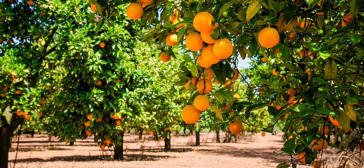 AgroNews Comunitat Valenciana tweet media