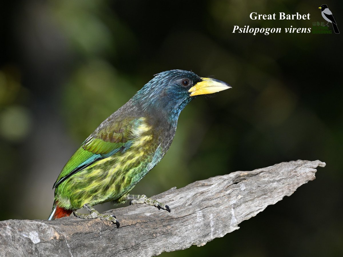 AlpinebirdingT's tweet photo. Some beautiful barbets from our latest birding tour in Yunnan, China. https://t.co/ww0cvaOkPu