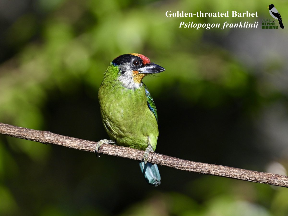 AlpinebirdingT's tweet photo. Some beautiful barbets from our latest birding tour in Yunnan, China. https://t.co/ww0cvaOkPu