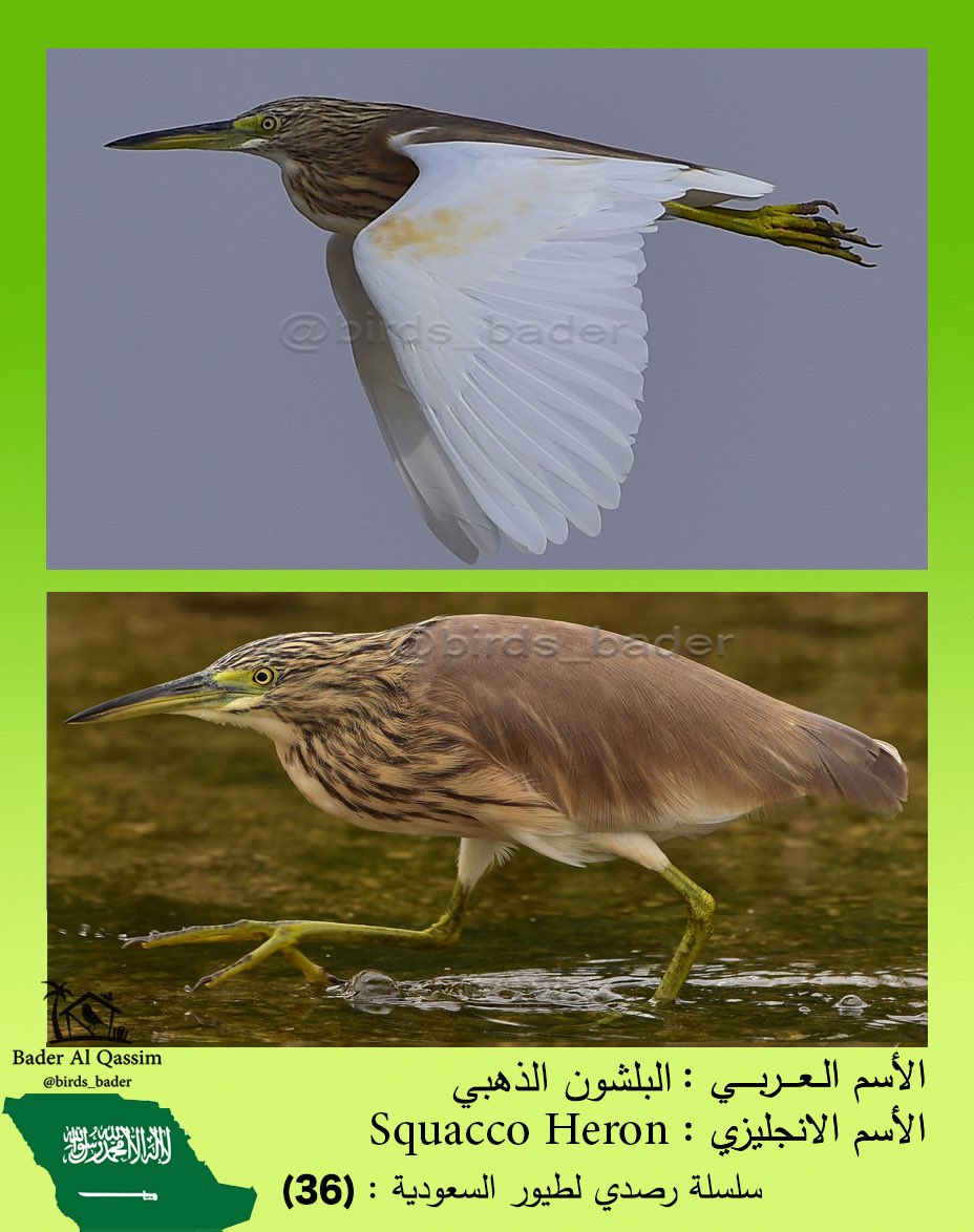البلشون الذهبي 

Squacco Heron

Ardeola ralloides

الحالة : مهاجر

الموقع : منطقة الرياض 

#السعودية #طيور_السعودية  #سدير
#birds #تصويري #saudi_birds #طيور #هشتاق_السعودية  #Ardeolaralloides 

#المركز_الوطني_للتنمية_الحياة_الفطرية