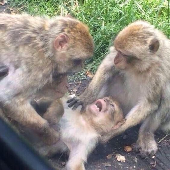 No pair dey give me mood swings pass xauusd 😭