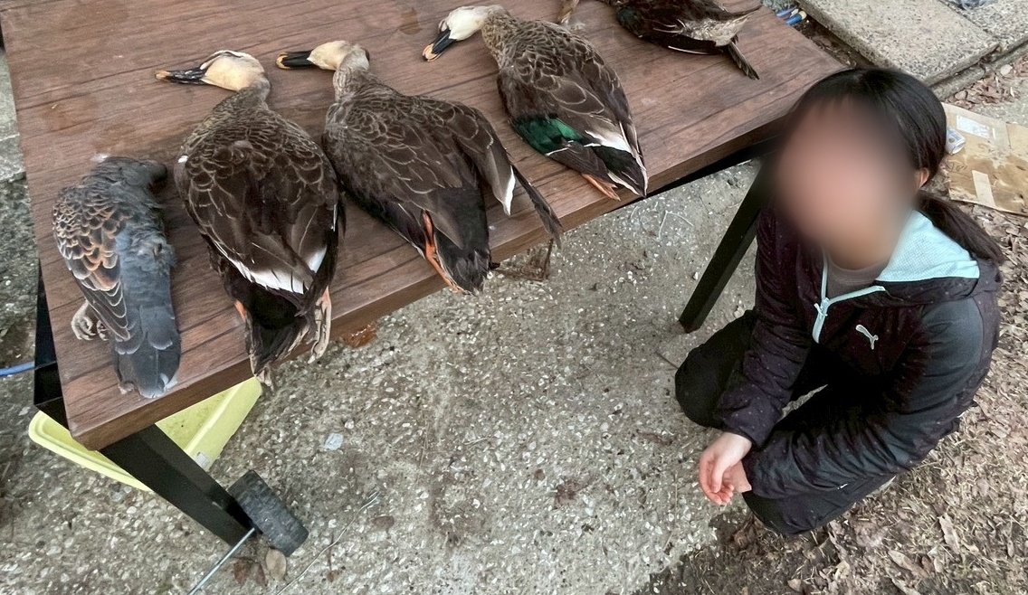 wildUThunter's tweet photo. 2/1-15にかけて2月合宿を行いました！
罠猟や銃猟で計30頭以上、網猟は16羽、銃猟では5羽以上でした。罠猟は前年比3倍、網猟は16倍とどちらも過去最多の猟果で、会員の経験が活きた合宿となりました！！
#東大 #狩人の会 #サークル #インカレ #狩猟サークル #春から東大 https://t.co/NkRlA5s6GU