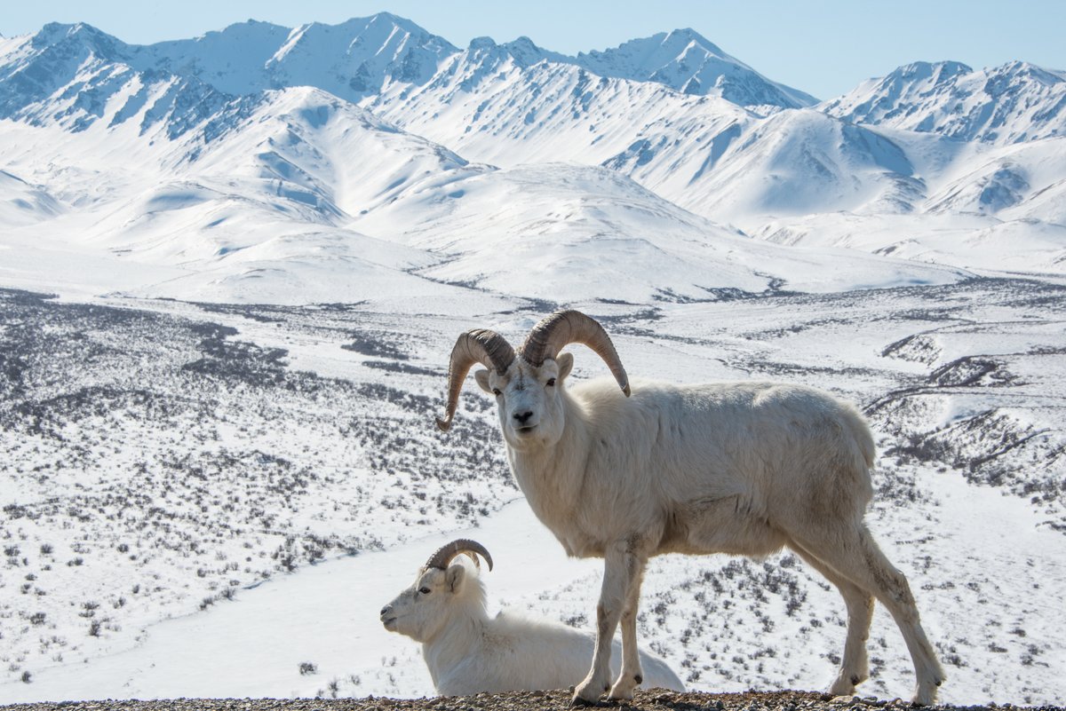 NatParkTrust's tweet photo. Happy Birthday, @DenaliNPS! 🎂

Established as a national park in 1917, Denali National Park &amp; Preserve protects 6 million acres of Alaska’s subarctic wilderness, from glaciers to spruce forests, along with North America’s tallest peak. 🏔️

📷: @NatlParkService https://t.co/V9mroo8BzS
