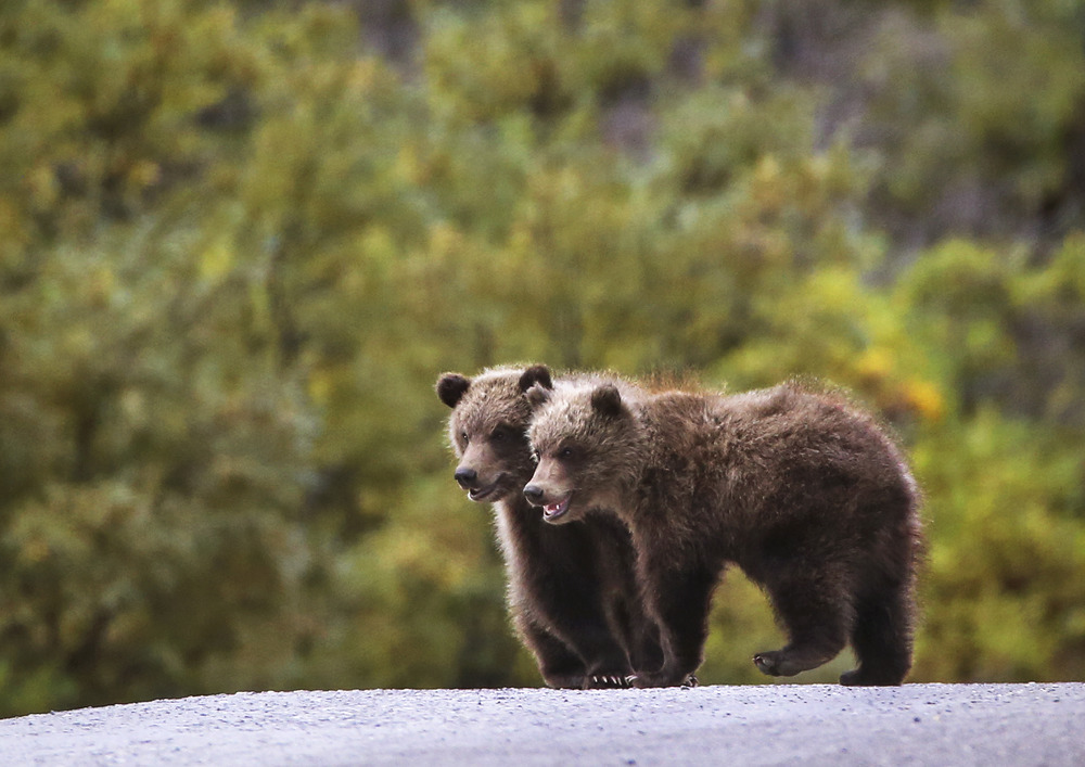 NatParkTrust's tweet photo. Happy Birthday, @DenaliNPS! 🎂

Established as a national park in 1917, Denali National Park &amp; Preserve protects 6 million acres of Alaska’s subarctic wilderness, from glaciers to spruce forests, along with North America’s tallest peak. 🏔️

📷: @NatlParkService https://t.co/V9mroo8BzS