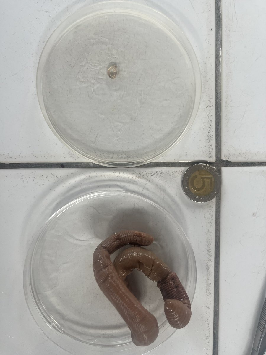 SoilRise_pl tweet media