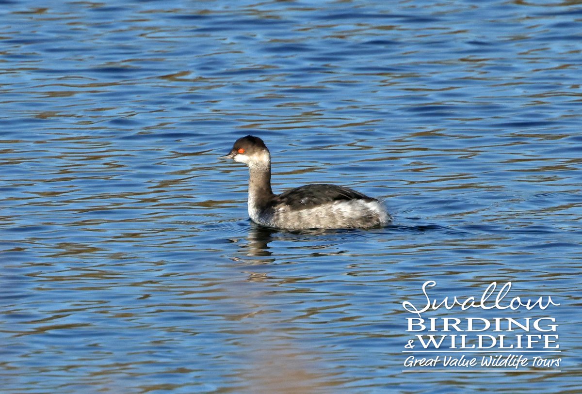 Swallow Birding & Wildlife tweet media