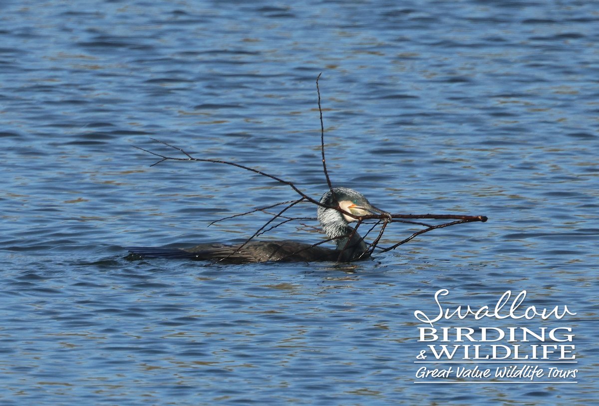 Swallow Birding & Wildlife tweet media